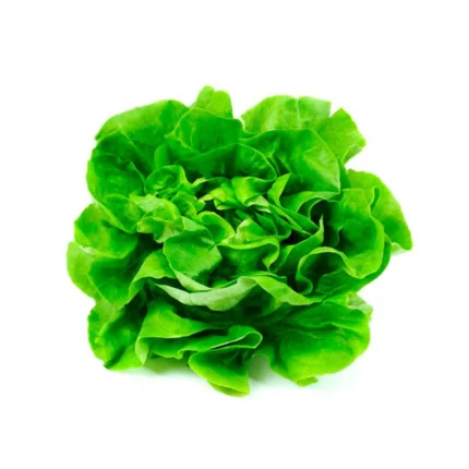 Lechuga Hidropónica Española